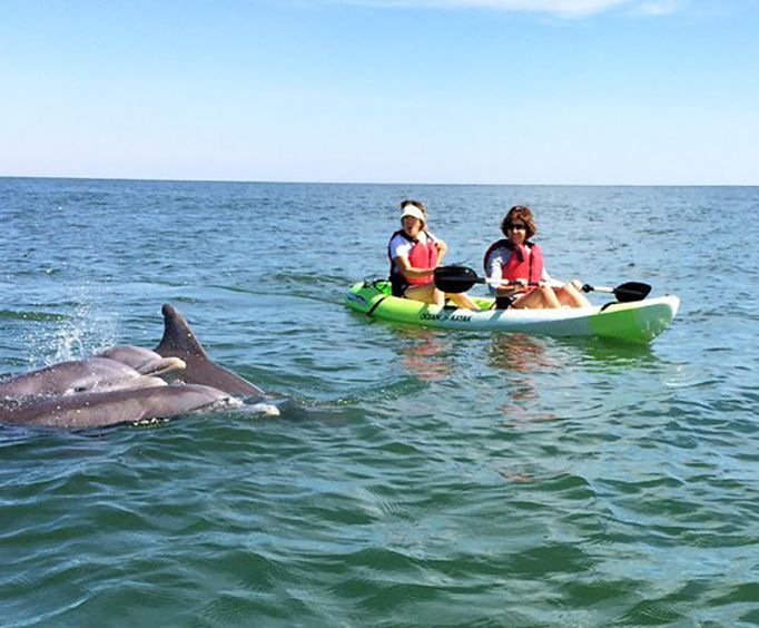 Amazing Experience with Small Group Dolphin Kayak Eco Tour