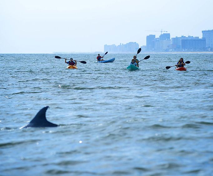 Approaching Dolphins with the Small Group Dolphin Kayak Eco Tour