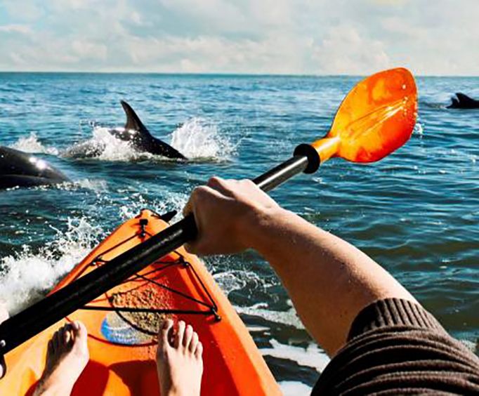 Get Close to Dolphins with a Small Group Dolphin Kayak Eco-Tour