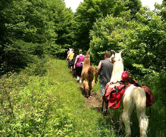 Treking Up the Mountain