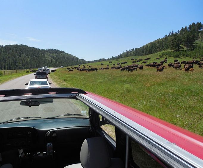 Heards of Buffalos with the Mount Rushmore and Black Hills Safari Tour
