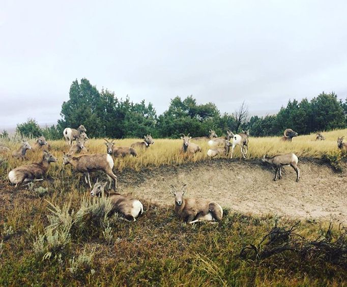Antelope with Southern Black Hills Parks and Monuments Tour