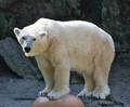 Bronx Tour with the Bronx Zoo Experience Photo