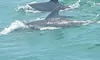 Two Dolphins on the Myrtle Beach Dolphin Sightseeing Cruises