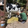 Milk the Cow at Silver Dollar City