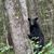 Black Bear in the Woods