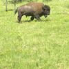 Close to a Bison with the Mount Rushmore and Black Hills Tour
