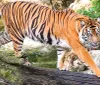A majestic tiger is captured mid-stride as it crosses a moss-covered log exuding a sense of power and elegance in a natural setting