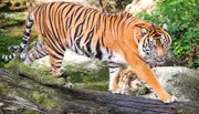 A majestic tiger is captured mid-stride as it crosses a moss-covered log, exuding a sense of power and elegance in a natural setting.