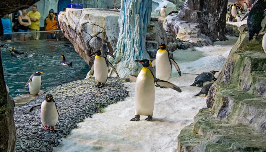 A group of King Penguins is showcased in a lively exhibit with both onlookers and penguins enjoying the faux icy environment.