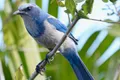 Birding and Wildlife Tour of Florida's Treasure Coast Photo