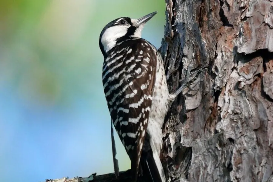 A black and white woodpecker is perched on the side of a tree trunk.