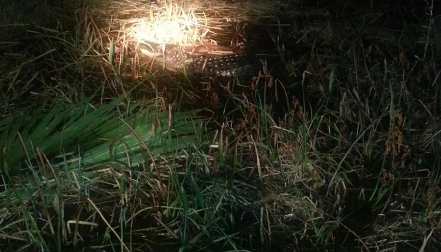This image shows a dimly lit outdoor scene with a plastic bottle lying amongst grass and vegetation, hinting at environmental neglect or pollution.