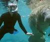 A snorkeler is swimming close to a large manatee in clear blue waters