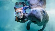A smiling snorkeler is enjoying an up-close encounter with a friendly manatee underwater.