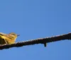 A yellow bird is perched on an angled branch against a clear blue sky