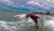 A dolphin is energetically leaping out of the water near a bridge under a partly cloudy sky.
