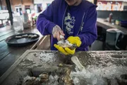 A person in a purple hoodie and yellow gloves is shucking oysters on a bed of ice.