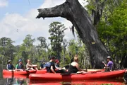 A group of people is kayaking in a calm waterway surrounded by lush greenery and Spanish moss-draped trees, with a large, crooked dead tree trunk in the foreground.