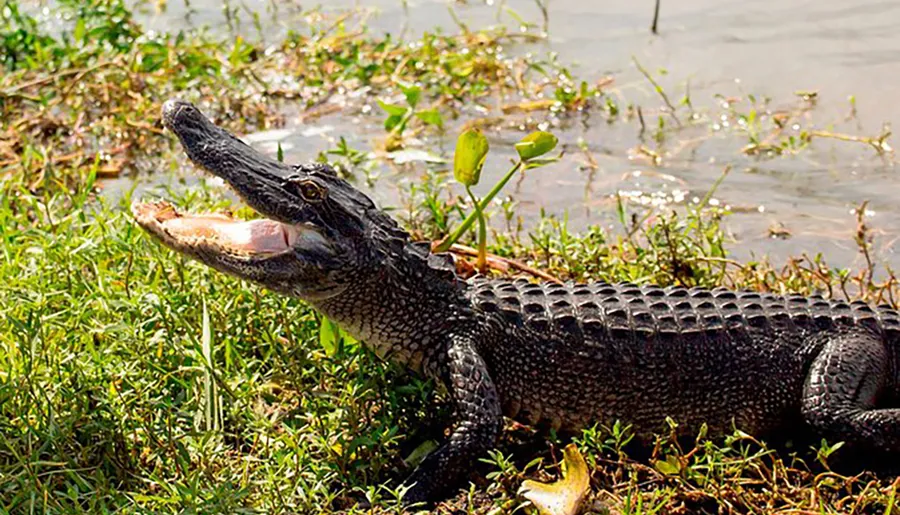 An alligator is basking in the sun by the water's edge with its mouth open.