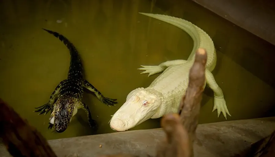A leucistic alligator is sharing water space with a normal-colored counterpart, showcasing a stark contrast in pigmentation.