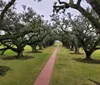 A pathway lined with majestic oak trees draped with moss creates a serene and picturesque landscape
