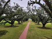 A pathway lined with majestic oak trees draped with moss creates a serene and picturesque landscape.