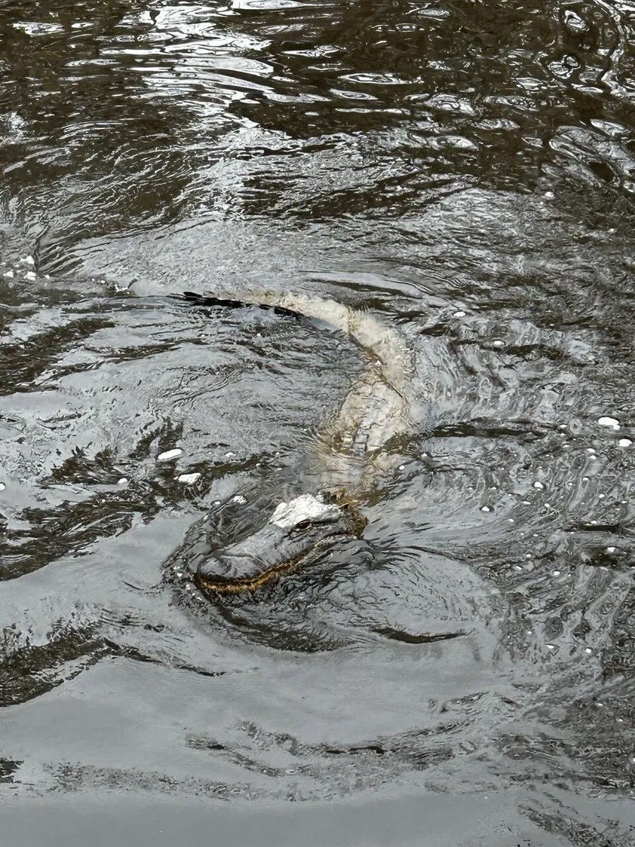 An alligator is partially submerged in water, with only its head and upper back visible above the surface, creating ripples around it.