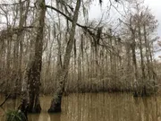 The image shows a swamp with murky water and several bare trees covered in Spanish moss, creating a serene yet somber atmosphere.