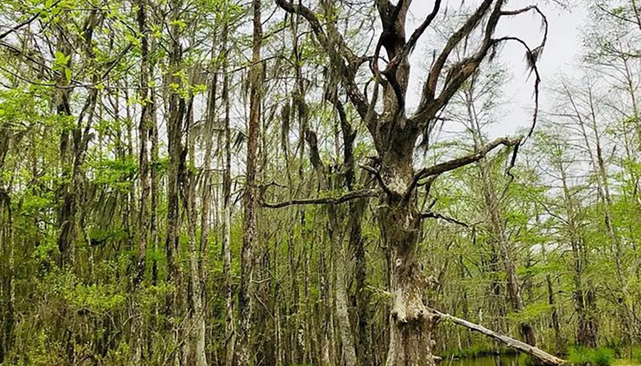 The image displays a dense swamp area with a variety of trees, some draped with Spanish moss, indicative of a wetland ecosystem often found in the southern United States.