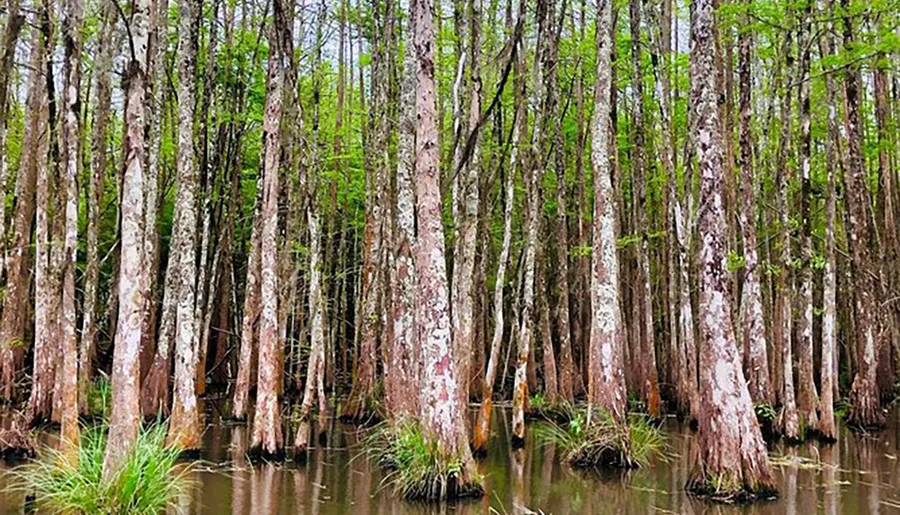 The image shows a dense swamp with a cluster of bald cypress trees standing in shallow water, their trunks surrounded by tufts of grass.