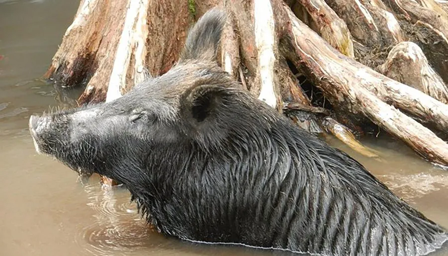In this image, a wet wild boar is standing in water near some exposed tree roots.