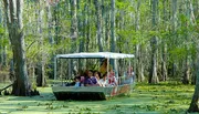 A group of tourists is enjoying a boat tour through a swampy area with lush greenery and cypress trees.