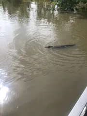 An alligator is swimming in murky water near the edge of a boat.