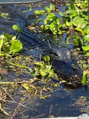An alligator partially submerged in water camouflages among aquatic plants.