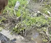 A child observes an alligator resting in muddy water amidst green vegetation