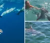 A person is swimming in clear blue water alongside a dolphin