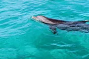 A dolphin is swimming near the surface of clear turquoise waters.