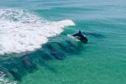 A pod of dolphins is swimming near the surface of the clear turquoise water, just ahead of a breaking wave.