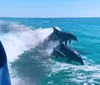 A group of dolphins is playfully leaping out of the water beside a moving boat