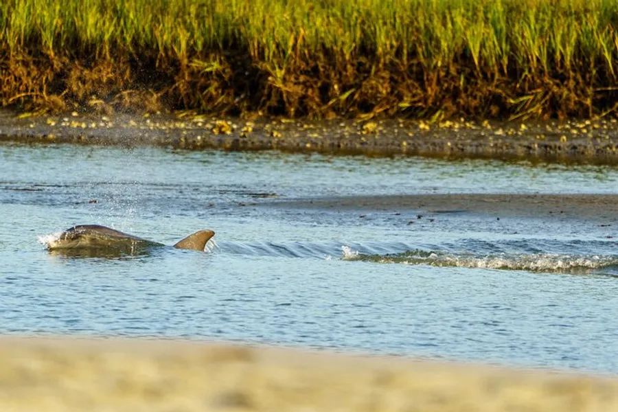 A dolphin is seen swimming near the shoreline with green marsh grass in the background.