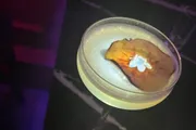 A cocktail with a frothy top is garnished with a dried fruit slice and a small flower, presented in a dimly lit ambiance.