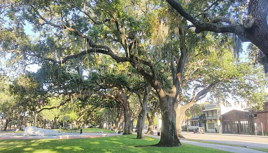 The image shows a row of majestic oak trees draped with Spanish moss alongside a peaceful street, creating a picturesque Southern landscape.