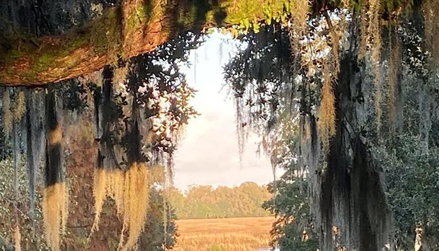 The image captures a serene view of Spanish moss hanging from tree branches, with a soft, glowing sunlight filtering through, overlooking a field.