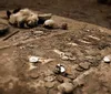 The image depicts a collection of old coins scattered on the ground with an ancient weathered cat statue resting in the background conveying a sense of historic or archaeological discovery