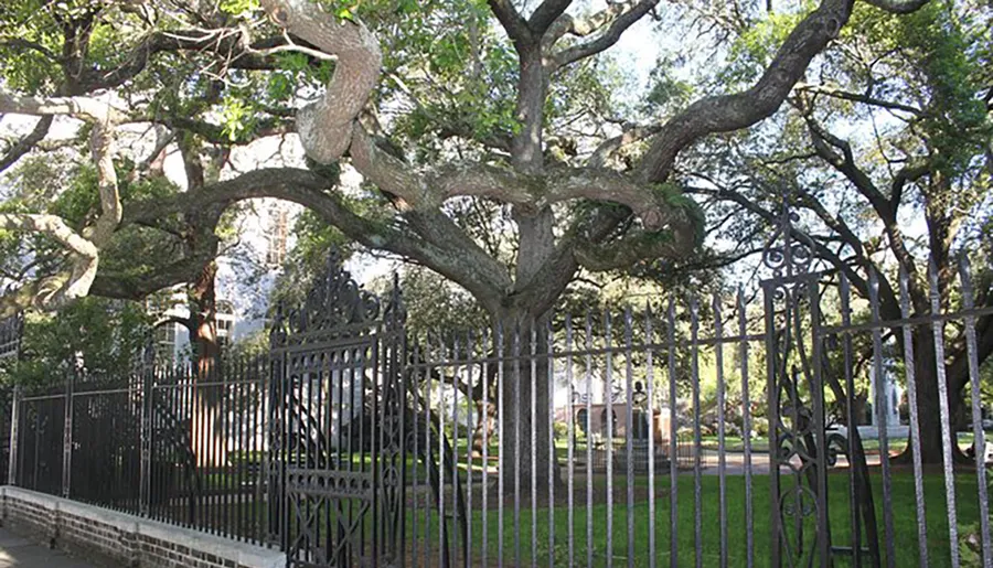 The image shows a large, sprawling oak tree behind an ornate black iron fence, indicative of a serene park or residential area.