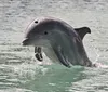 A dolphin is leaping playfully out of the clear turquoise water