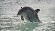 A dolphin is leaping playfully out of the clear turquoise water.