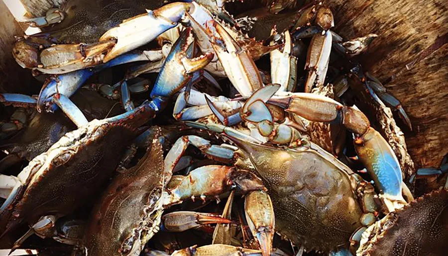 The image shows a pile of blue crabs clustered together, likely after being caught.