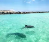 A dolphin is swimming in clear turquoise waters near a rocky breakwater under a partly cloudy sky